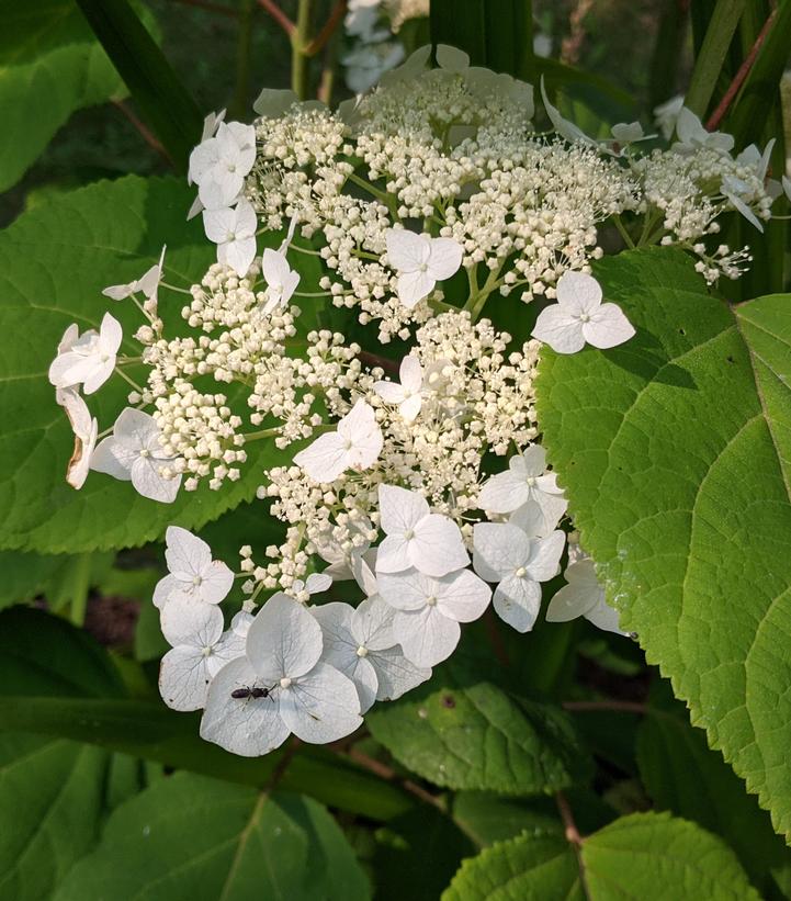 Hydrangea Arborescens – Haas Halo – #3 Container